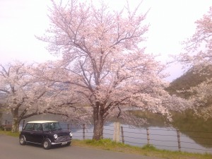 嵐山　広沢池畔